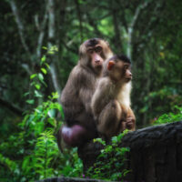Female Southern pig-tailed macaque sitting with adolescent on a ledge in a North Sumatran jungle