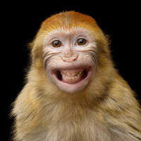 Funny Portrait of Smiling Barbary Macaque Monkey, showing teeth Isolated on Black Background