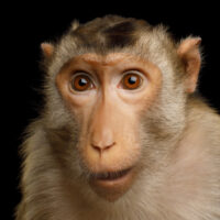 Pig-tailed macaque, Portrait of funny face of Monkey Isolated on Black Background