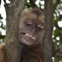happy monkey wild tree face animal Venezuela