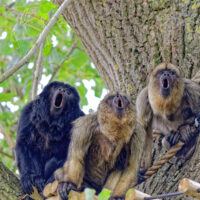 Three Howler Monkeys in song